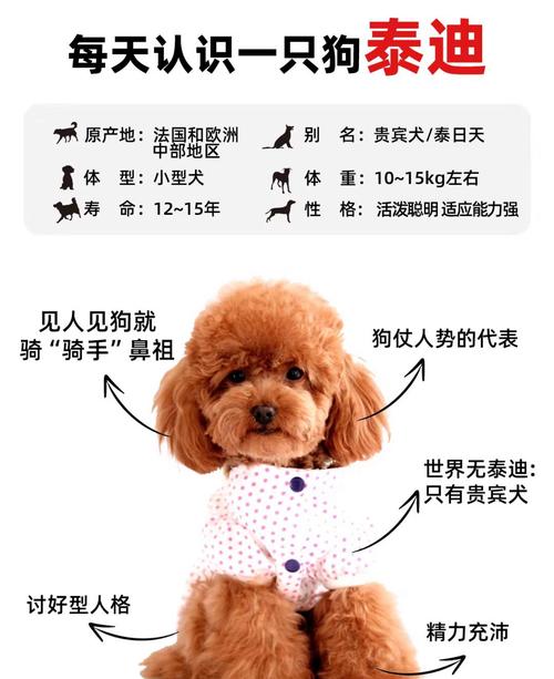 泰迪狗狗多大算成犬