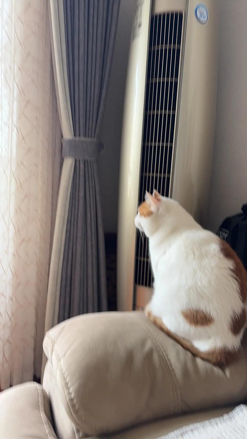 猫咪长时间吹空调对健康会有什么影响?