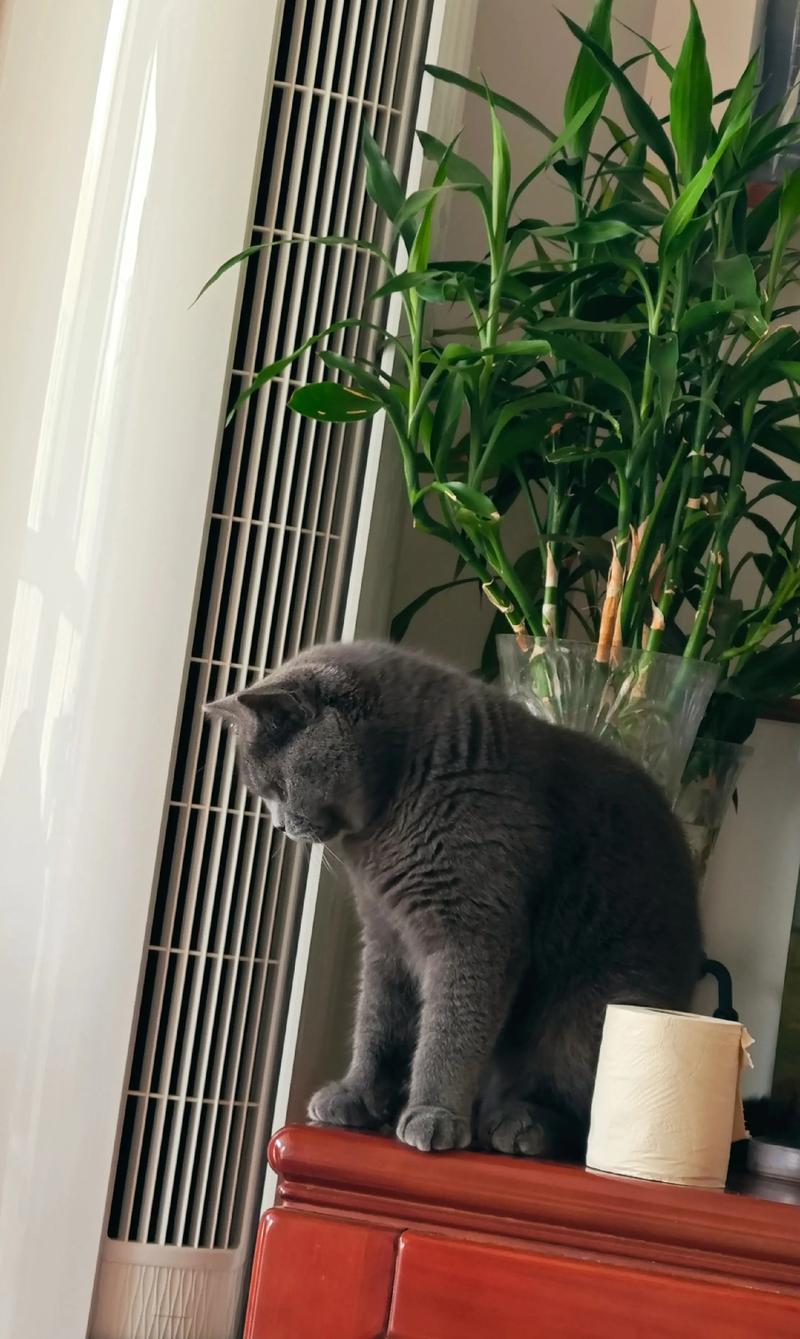 猫咪吹空调会怎么样?