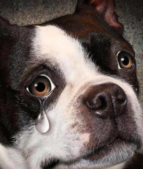 狗狗流眼泪真的是伤心吗?!