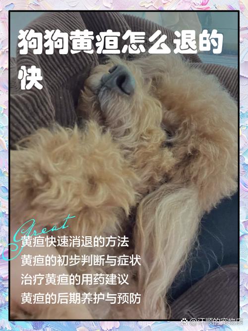 狗狗黄疸肝炎怎么治