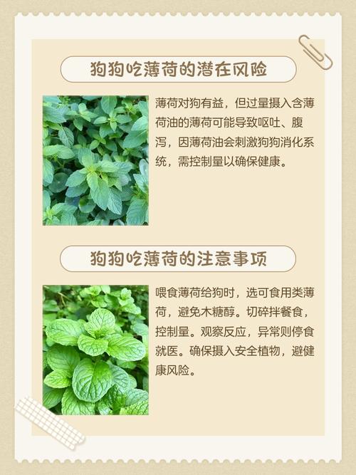 狗狗可以吃薄荷吗