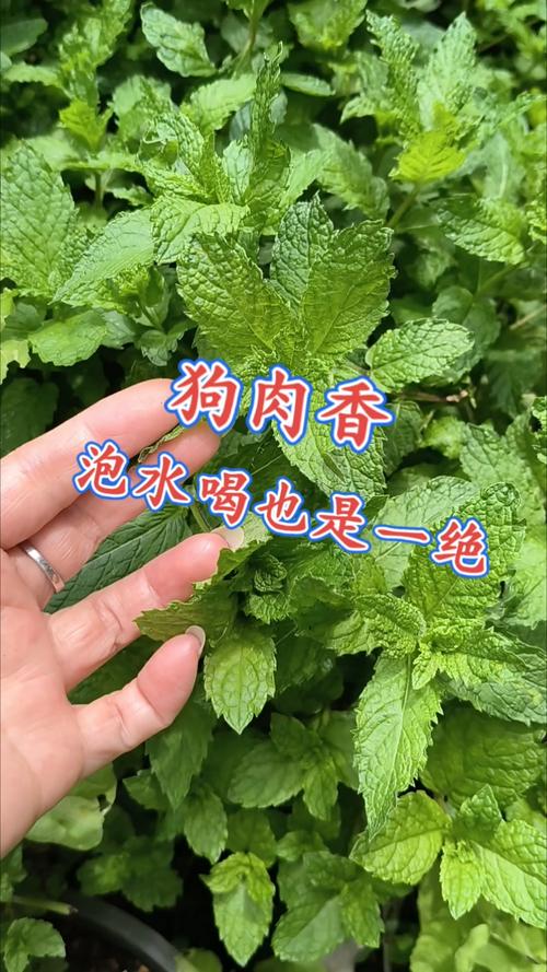 狗狗为什么不吃薄荷