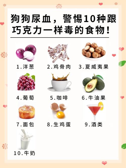 狗狗莫名尿血,原因究竟是什么?铲屎官要注意了...