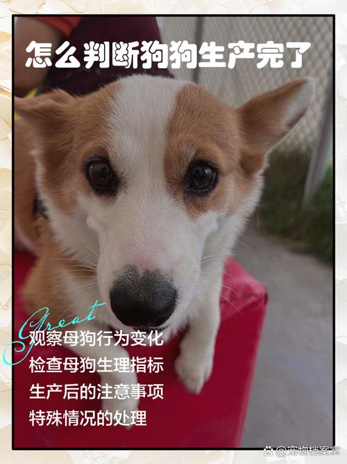怎么判断狗狗生产完了