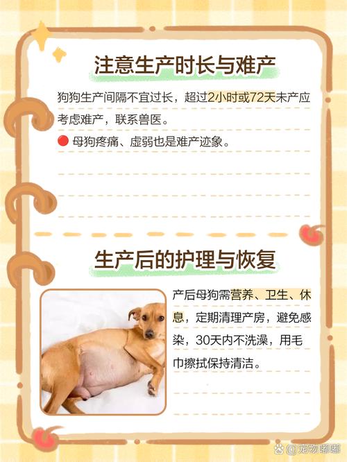 怎么确定狗狗生产完了