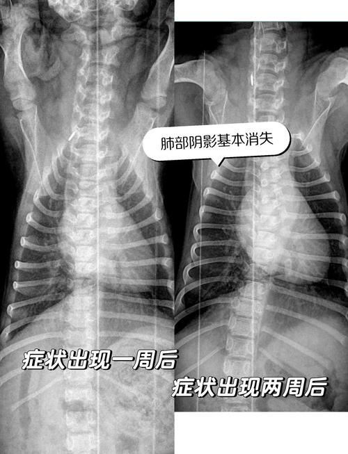 两个月小狗肺炎能治好吗