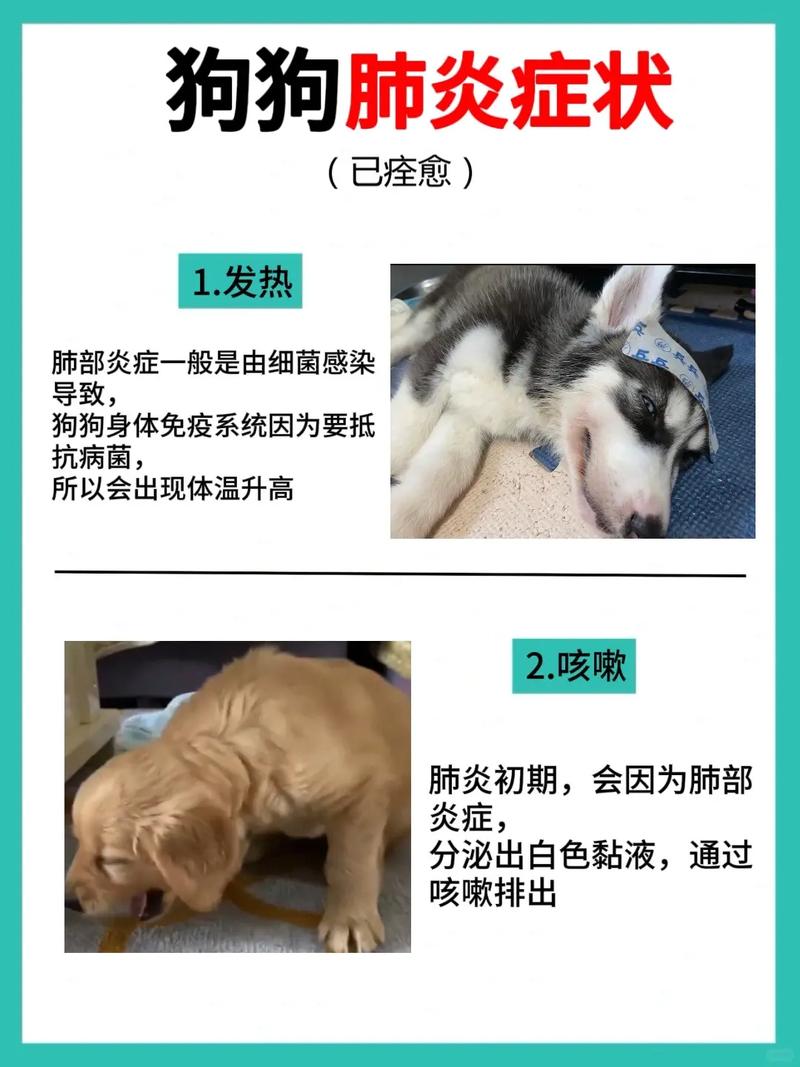 狗狗支气管肺炎多久能治愈