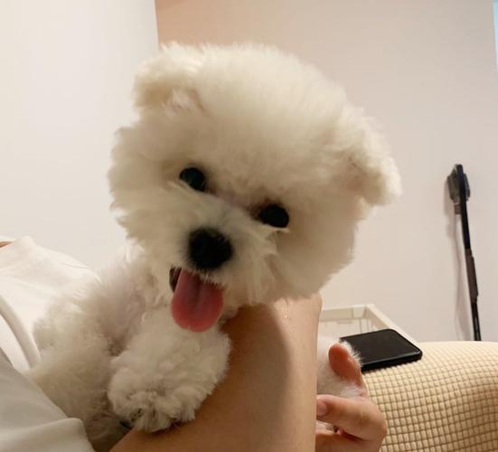 狗狗肺炎治疗周期