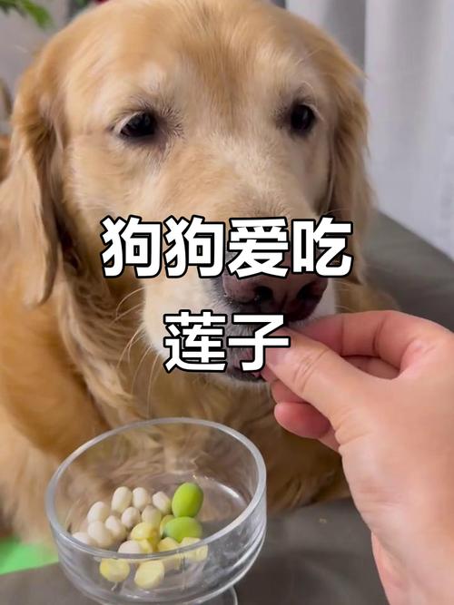 狗能吃莲子吗