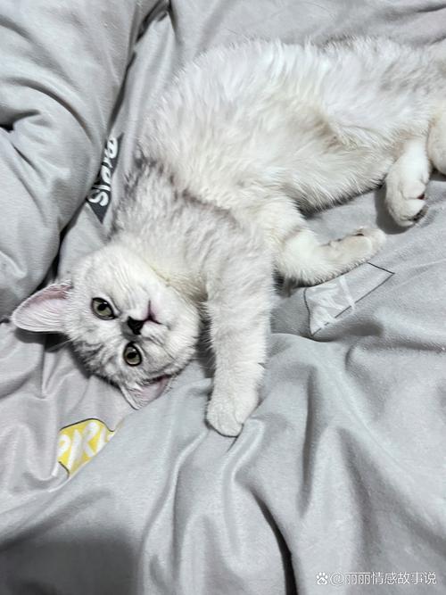 打完妙三多猫咪没精神不爱动