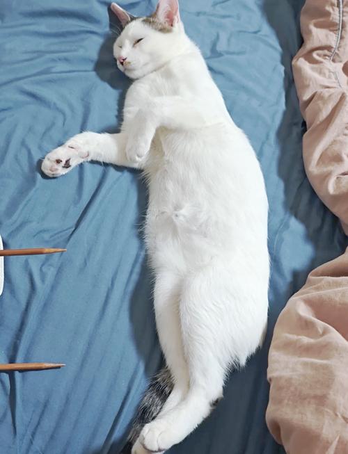 猫打妙三多后一直睡觉
