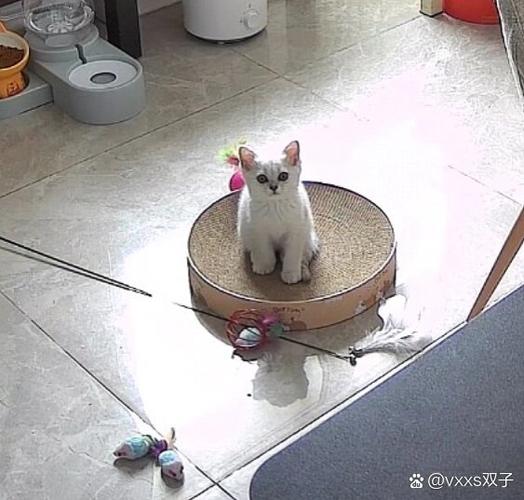 我家小猫打猫三联,第一针打完回来嗜睡,第二针打完回来连拉带吐,折腾...