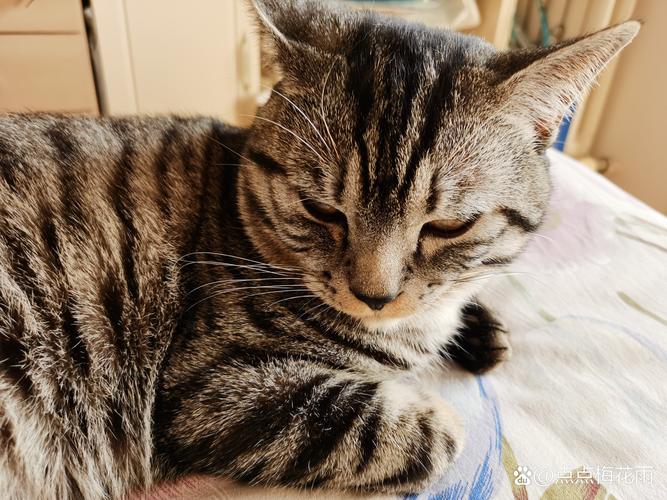 猫打针了为啥一直睡觉