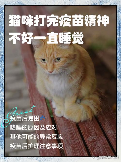 猫咪打完疫苗精神不好一直睡觉什么原因?