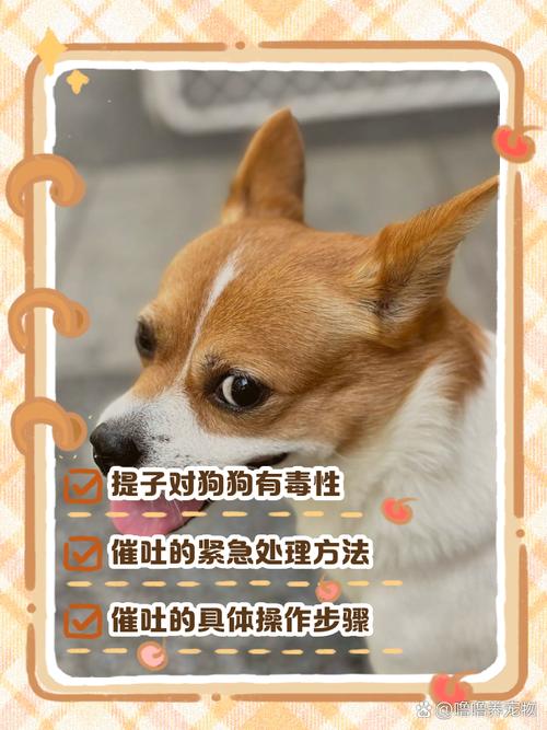 狗狗吃了三四个提子