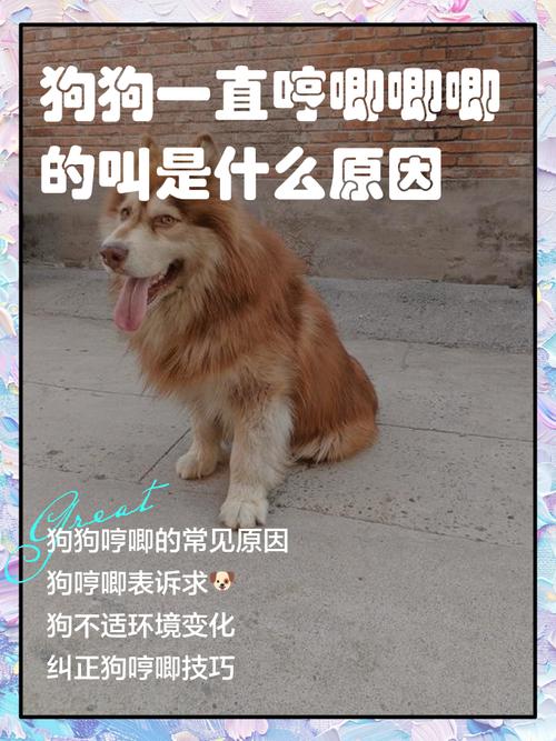 狗狗为什么看着你哼唧
