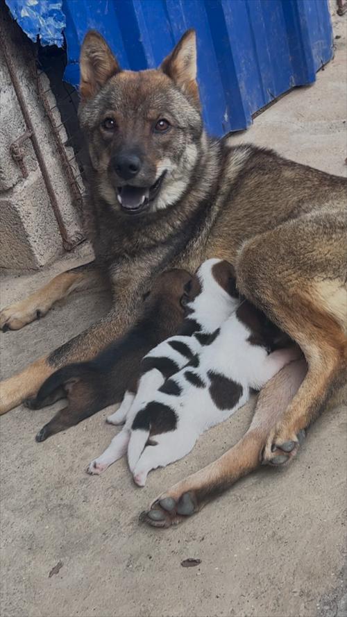 狗狗产后吃什么下奶多