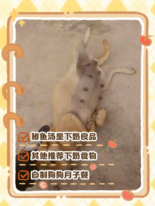 狗产后吃什么下奶多