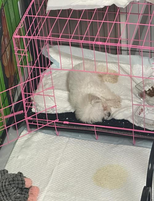 2个月多大的小狗要打几联的针