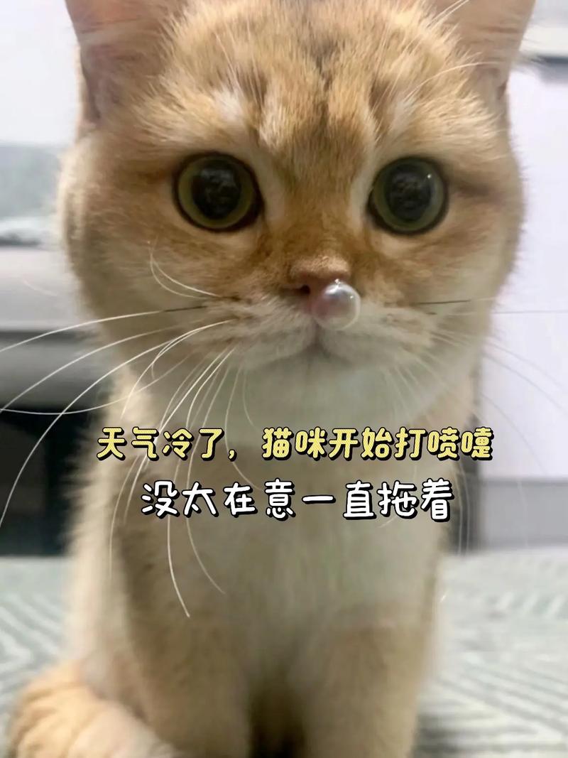 猫每次睡醒打喷嚏正常吗
