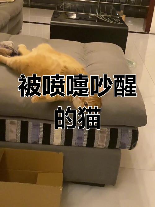猫咪早上起来打喷嚏是怎么回事