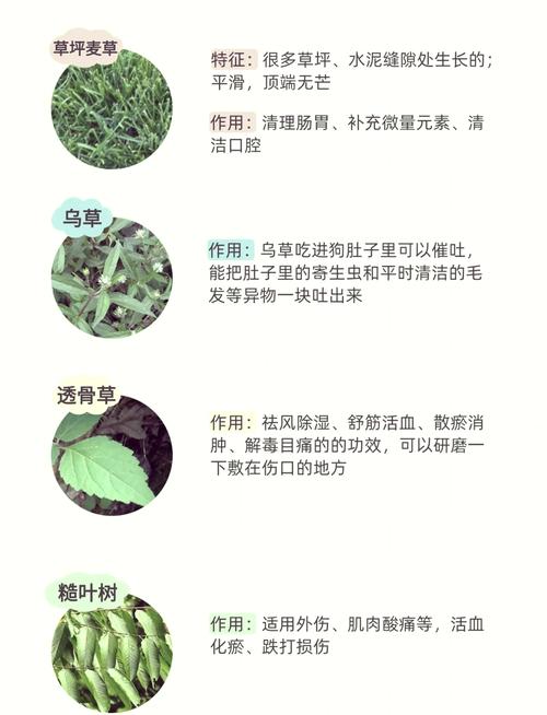 狗狗吃草是怎么回事