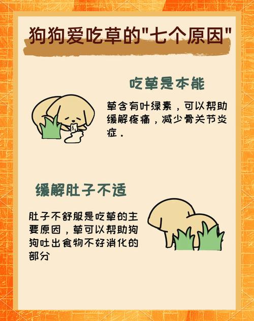 狗狗临产前为什么要吃草