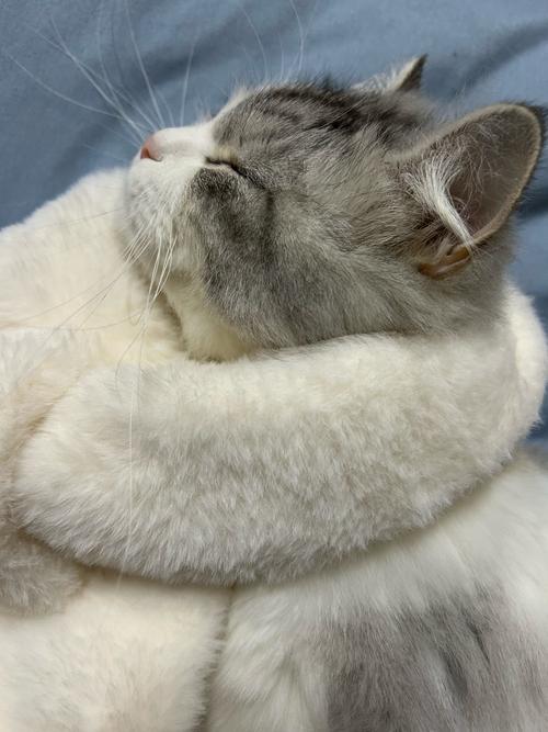 猫咪呼吸急促腹部起伏大基本不吃不喝怎么办?