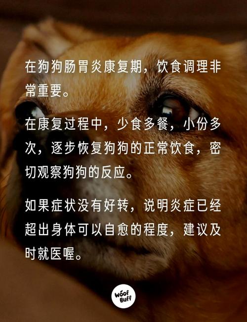 狗狗拉稀吃什么食物