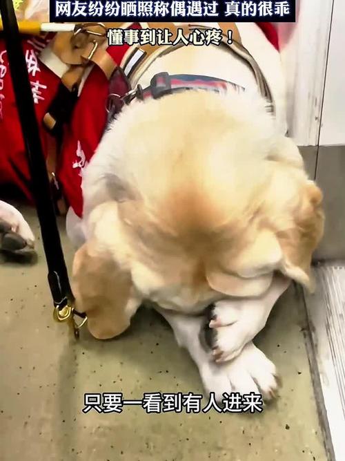 把猫咪放猫包里可以上地铁吗?有什么依据?