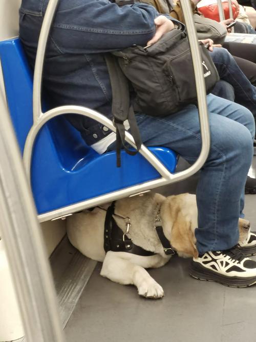 狗狗可以坐地铁吗