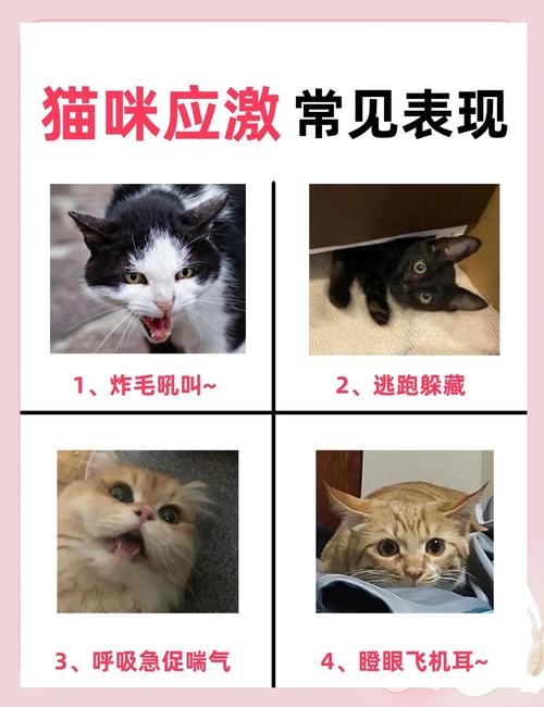 猫撒娇的表现有哪些