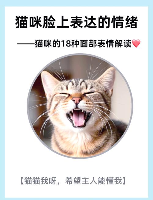 猫咪撒娇的表现