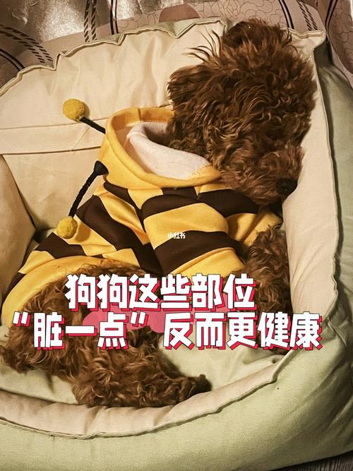 狗狗这些部位,“脏一点”反而更健康!
