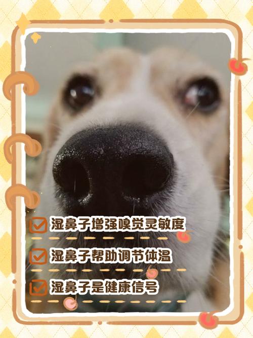 狗狗鼻子特别湿有水