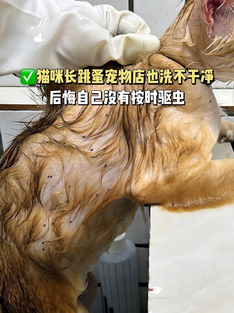 给猫驱虫一次多少钱,今天去了个宠物医院,本来想打疫苗,结果让先驱虫...