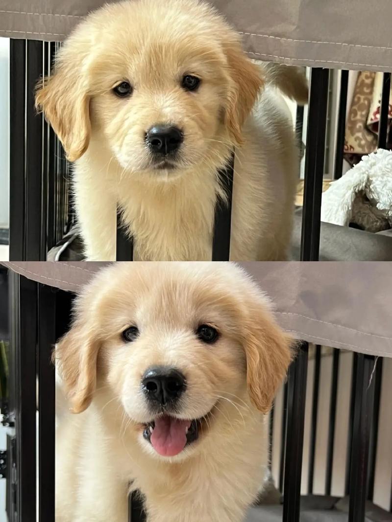 四个月大的金毛能吃鸡肉肠么