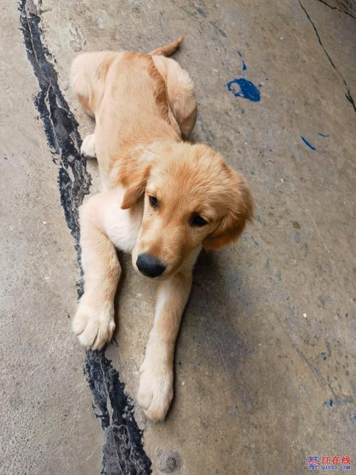 小狗肠胃炎能那个给他吃鸡肉肠吗