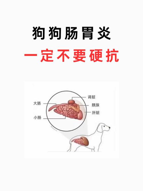 狗狗可以吃鸡肠吗