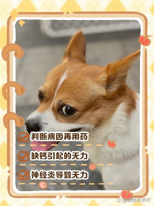 平时给狗狗吃什么比较好