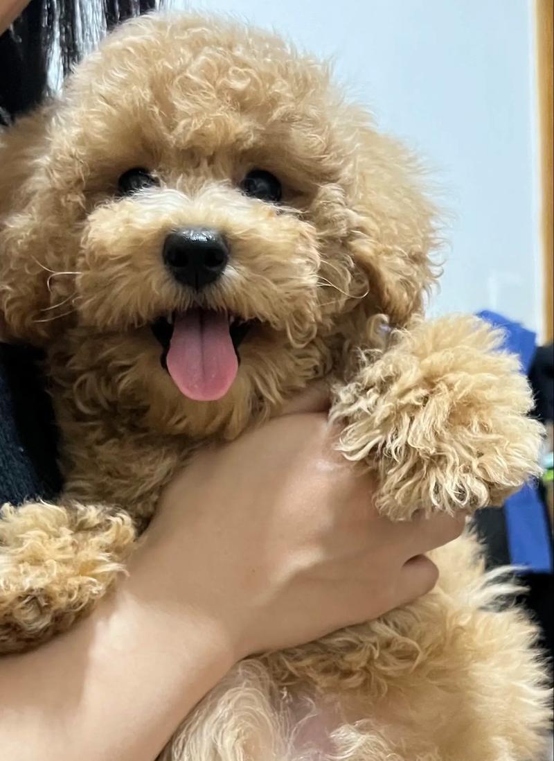 狗狗为什么要喝鸡汤啊