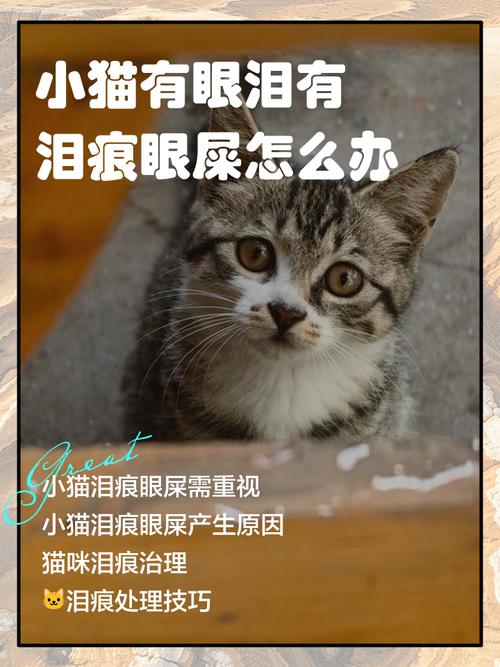 为什么小猫咪眼泪多