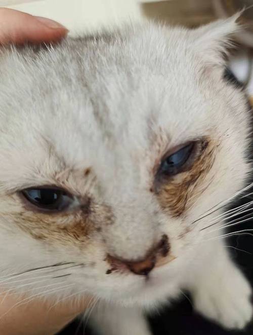 小猫咪老是流眼泪的原因及处理方法