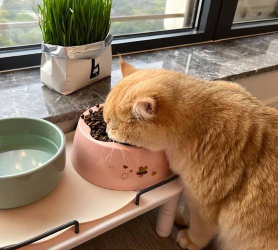 猫咪吃燕麦会怎么样?