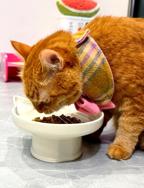 猫最爱吃的20种食物