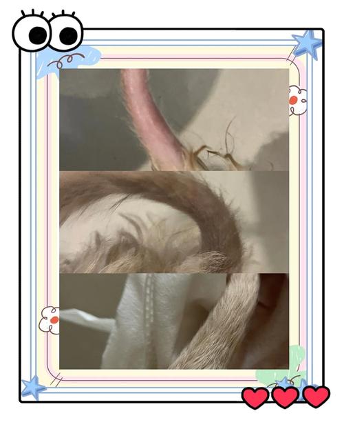 黑狗毛变黄是怎么回事