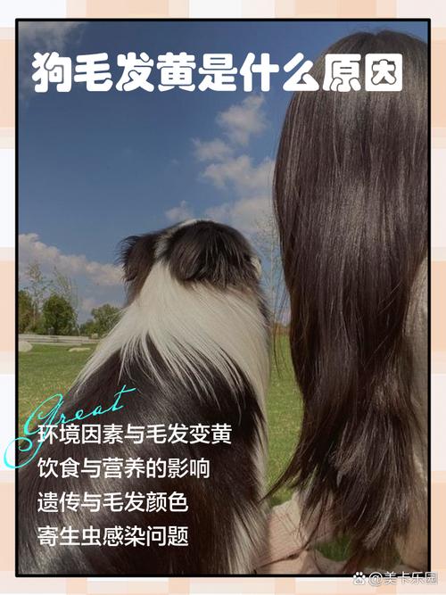 狗毛发黄是什么原因
