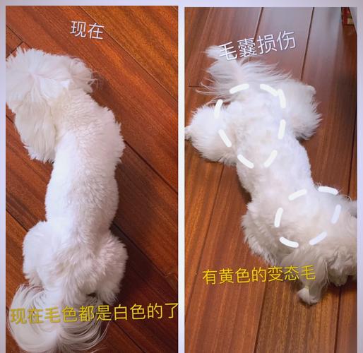 狗狗的毛为什么黄了