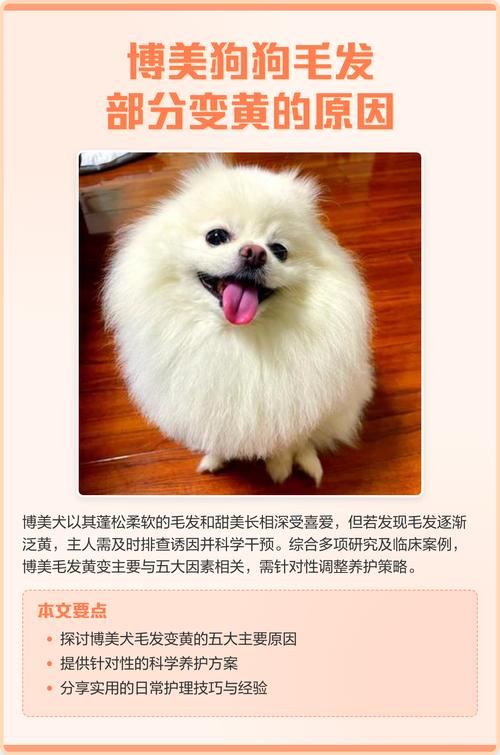 白色毛的狗狗屁股对称两团毛毛变黄是怎么回事?